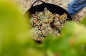 ep uvas blancas ep uvas blancas