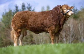 genus bull genus bull