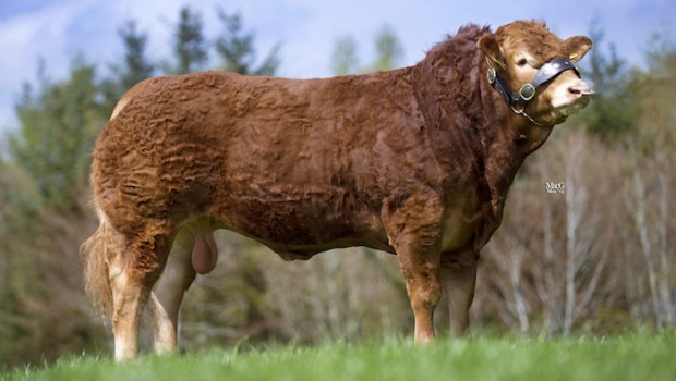 genus bull genus bull