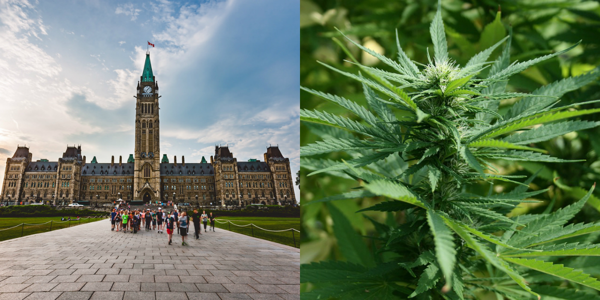 canada marihuana
