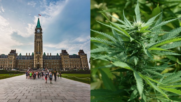 canada marihuana