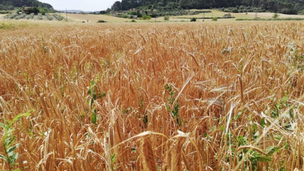 ep archivo   campos de cultivo en el pla de mallorca