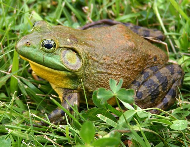 Ejemplar de rana toro americana, una especie invasora en el Delta del Ebro | CARL D HOWE / SEO/BIRDLIFE ep ejemplarrana toro americana una especie invasoradeltaebro