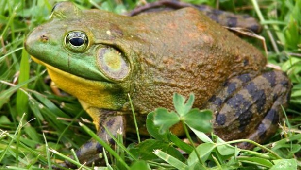 ep ejemplarrana toro americana una especie invasoradeltaebro