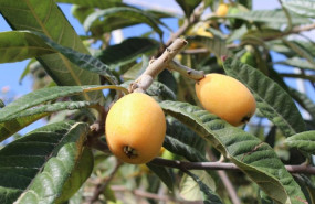 ep nisperos