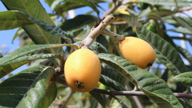 ep nisperos