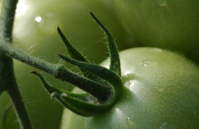 ep union de uniones pide que la relacion comercial con los productos horticolas del sahara