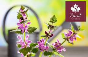 1616761832 que flores plantar esta primavera por viveros rucat 1616761832 que flores plantar esta primavera por viveros rucat