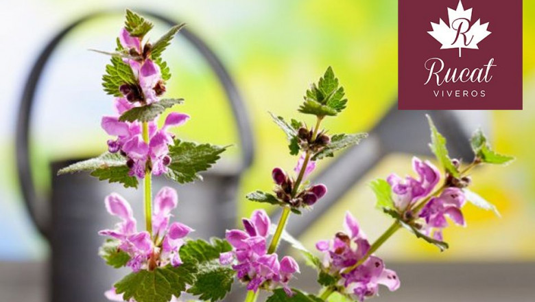 1616761832 que flores plantar esta primavera por viveros rucat