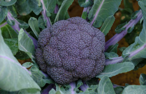 1657876833 brocoli morado sakata2 