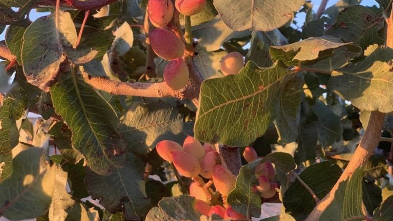Archivo - Agricultura.- C-LM suma ya 38.000 hectáreas de pistacho, acaparando el 81% de la superficie nacional | JCCM - Archivo ep archivo - agricultura- c-lm suma ya 38000 hectareas de pistacho acaparando el 81 de la superficie
