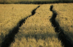 ep archivo   campo de cultivo 20250728112406