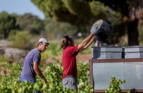 ep archivo   dos trabajadores recogiendo uvas en el campo