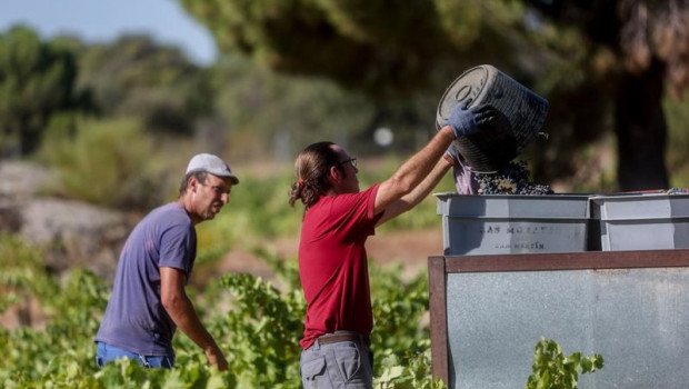 ep archivo   dos trabajadores recogiendo uvas en el campo