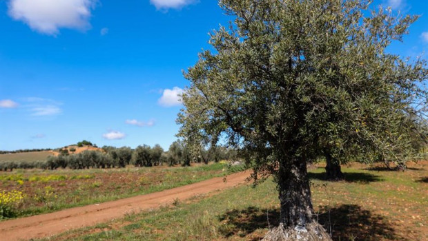 ep archivo   un olivo en las inmediaciones de la localidad de campo real