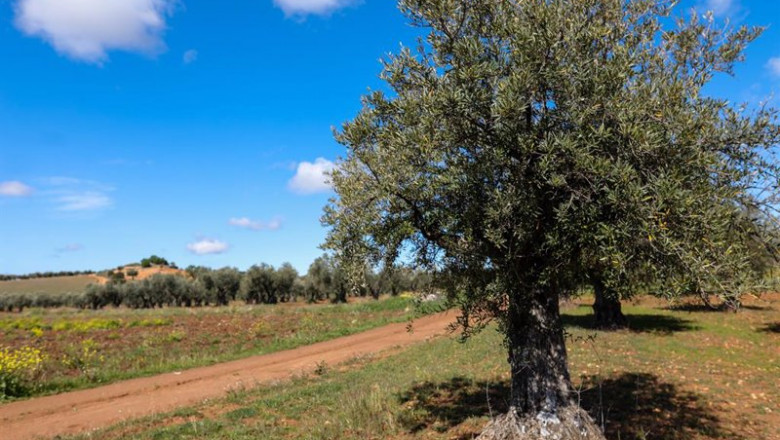 Archivo - Un olivo en las inmediaciones de la localidad de Campo Real | Jesús Hellín - Europa Press - Archivo ep archivo un olivo en las inmediaciones de la localidad de campo real