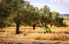 ep archivo un total de 82 almazaras de seis paises certificadas en sostenibilidad por deoleo desde ep archivo un total de 82 almazaras de seis paises certificadas en sostenibilidad por deoleo desde