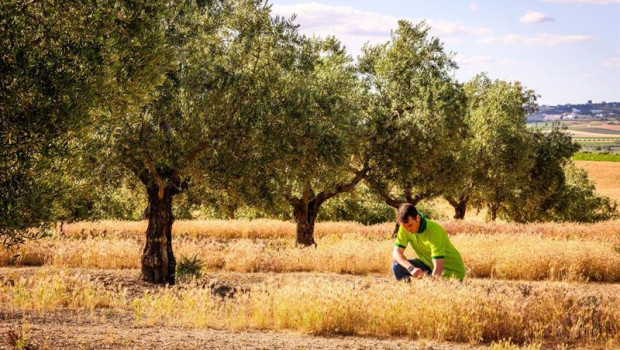 ep archivo   un total de 82 almazaras de seis paises certificadas en sostenibilidad por deoleo desde