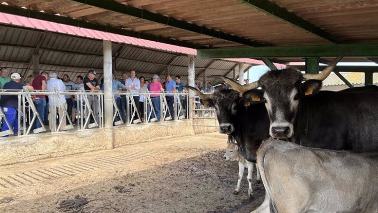 ep archivo   vacas en una estabulacion en cantabria
