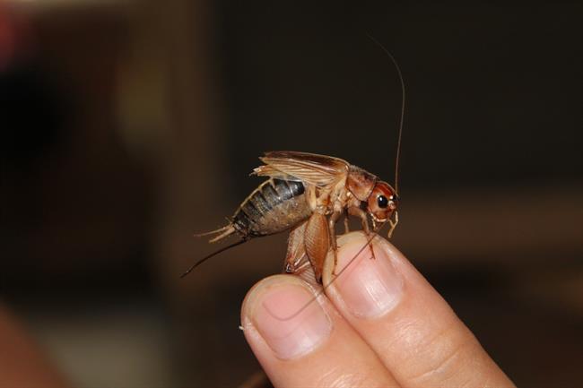 Comer insectos | FLICKR/RICHARD ALLAWAY ep comer insectos