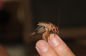 ep comer insectos