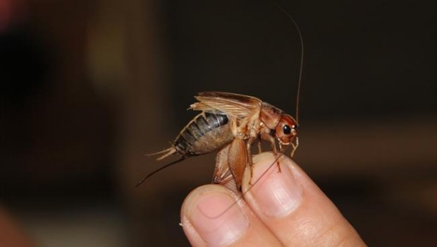 ep comer insectos