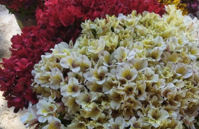 ep flores de invernaderos de la costa noroeste de cadiz recogidas para la campana de todos los