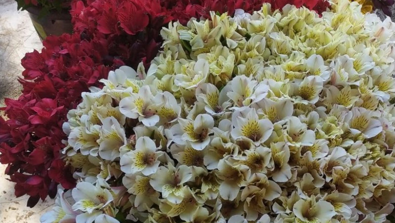 ep flores de invernaderos de la costa noroeste de cadiz recogidas para la campana de todos los