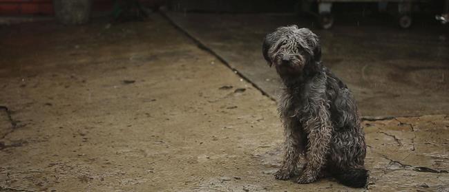 Perro abandonado | FUNDACIÓN AFFINITY ep perro abandonado