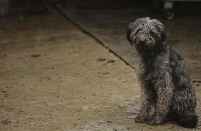 ep perro abandonado