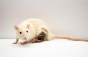 ep raton de laboratorio