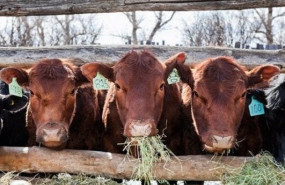 ep vacas 20201127094803