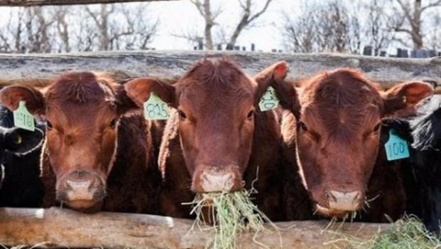 ep vacas 20201127094803