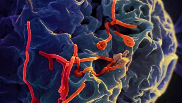 ep virus del ebola