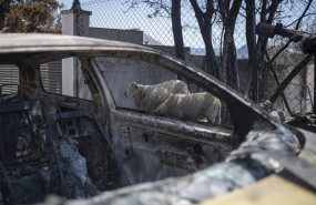 ep archivo   dos ovejas en las instalaciones de una vivienda afectada por el fuego