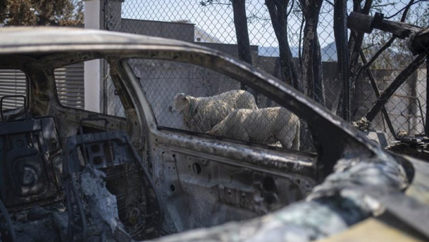 ep archivo   dos ovejas en las instalaciones de una vivienda afectada por el fuego