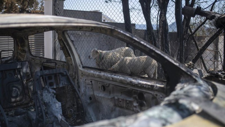 ep archivo   dos ovejas en las instalaciones de una vivienda afectada por el fuego