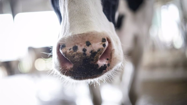 Archivo - El morro de una vaca en la granja Lacturale, a 3 de abril de 2022, en Etxebarri, Navarra, (España). | Iñaki Berasaluce - Europa Press - Archivo ep archivo el morro de una vaca en la granja lacturale a 3 de abril de 2022 en etxebarri navarra