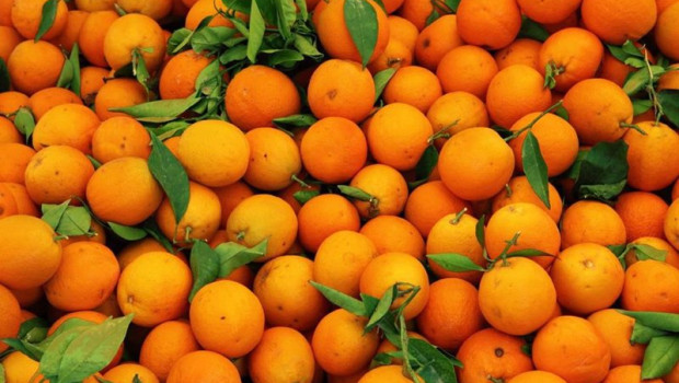 ep archivo   foto recurso de naranjas
