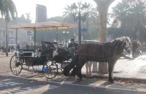 ep carruajecaballosbarcelona