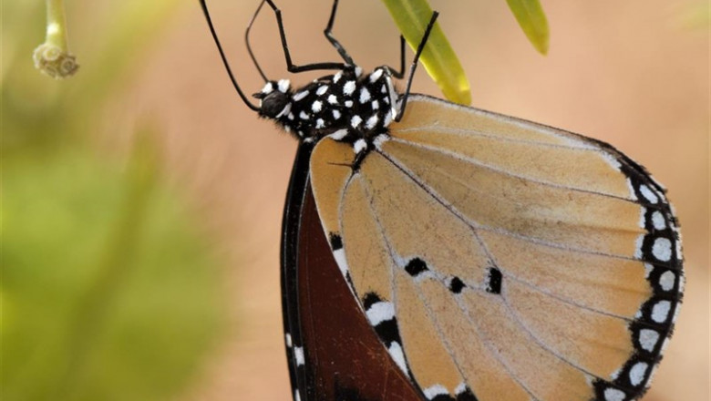 El RJB publica 100.000 registros de invertebrados de Fotografía y Biodiversidad | REAL JARDÍN BOTÁNICO DEL CSIC - Archivo ep el rjb publica 100000 registros de invertebrados de fotografia y biodiversidad