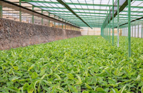 ep finca de endurecimiento de plantas de platanera en guia de isora