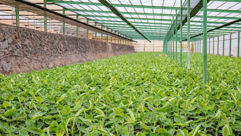 Finca de endurecimiento de plantas de platanera en Guía de Isora | CABILDO DE TENERIFE ep finca de endurecimiento de plantas de platanera en guia de isora