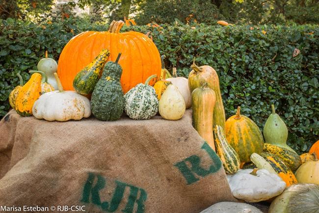 Muestra de calabazas en el Real Jardín Botánico | REAL JARDÍN BOTÁNICO ep muestracalabazasreal jardin botanico