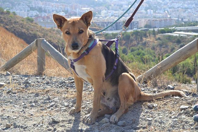 Perro en adopción protectora de animales málaga abandonado can animales | EUROPA PRESS/PROTECTORA MÁLAGA ep perroadopcion protectoraanimales malaga abandonado can animales