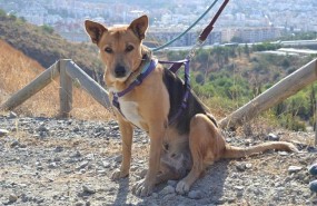 ep perroadopcion protectoraanimales malaga abandonado can animales