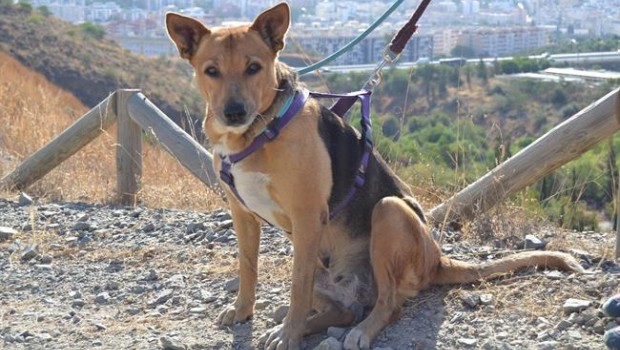 ep perroadopcion protectoraanimales malaga abandonado can animales