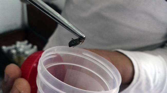 Un insecto preparado para ser analizado | GVA ep un insecto preparadoser analizado