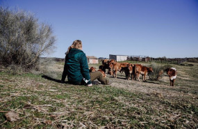 ep una mujer observa el ganado en una finca de ganaderia extensiva en colmenar viejo a 12 de enero