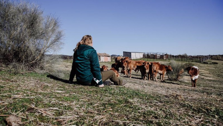 Una mujer observa el ganado en una finca de ganadería extensiva en Colmenar Viejo, a 12 de enero de 2022, en Madrid (España). | Carlos Luján - Europa Press ep una mujer observa el ganado en una finca de ganaderia extensiva en colmenar viejo a 12 de enero